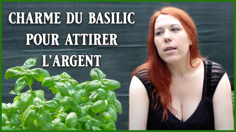 Charme du basilic pour attirer l&rsquo;argent