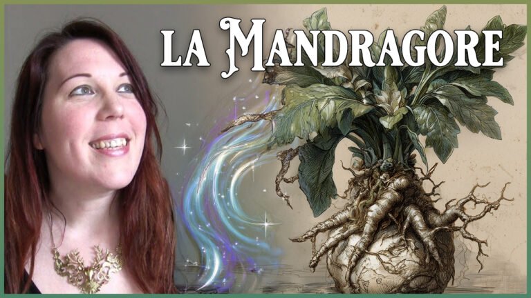La mandragore : histoire, utilisation, culture, semis